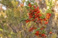 Mountain Currant, shiny red berry fruit on Coprosma nitida in Ta Royalty Free Stock Photo